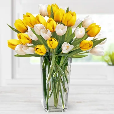 20 Yellow and 20 white Tulips in a glass vase.