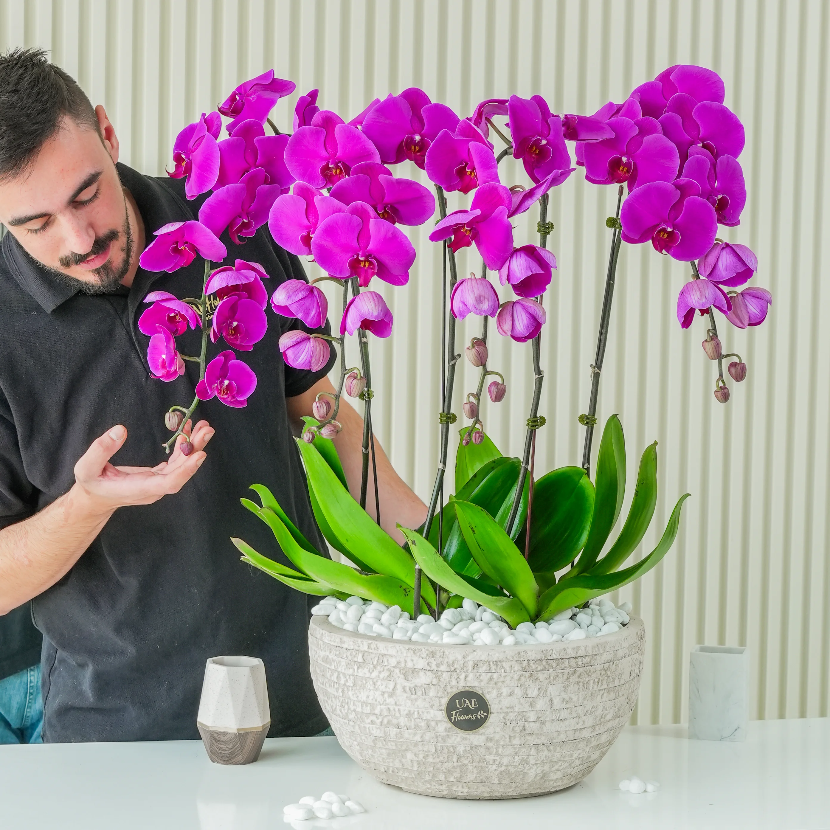 4 dark pink phalaenopsis orchid plants in a blue pot