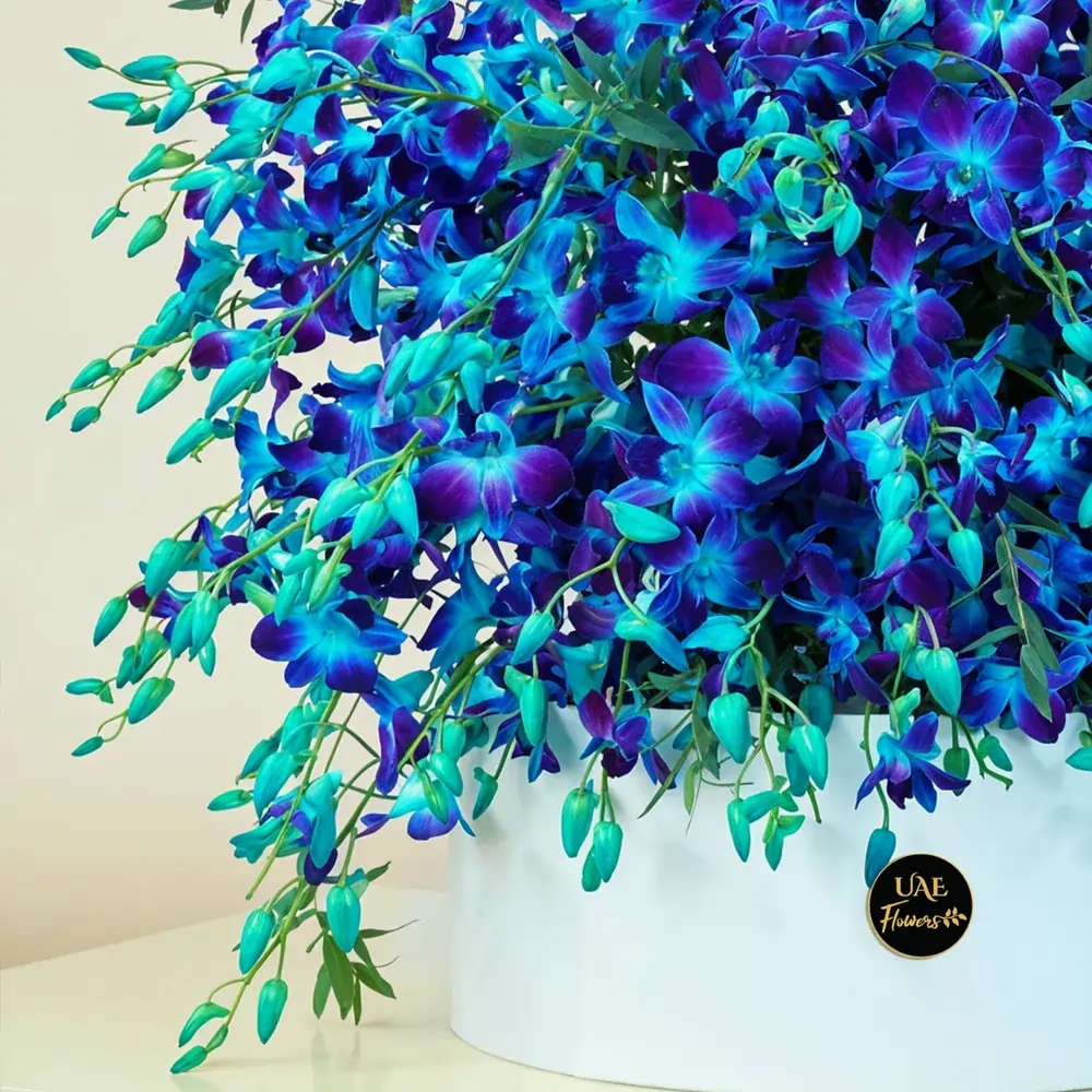 100 blue orchids