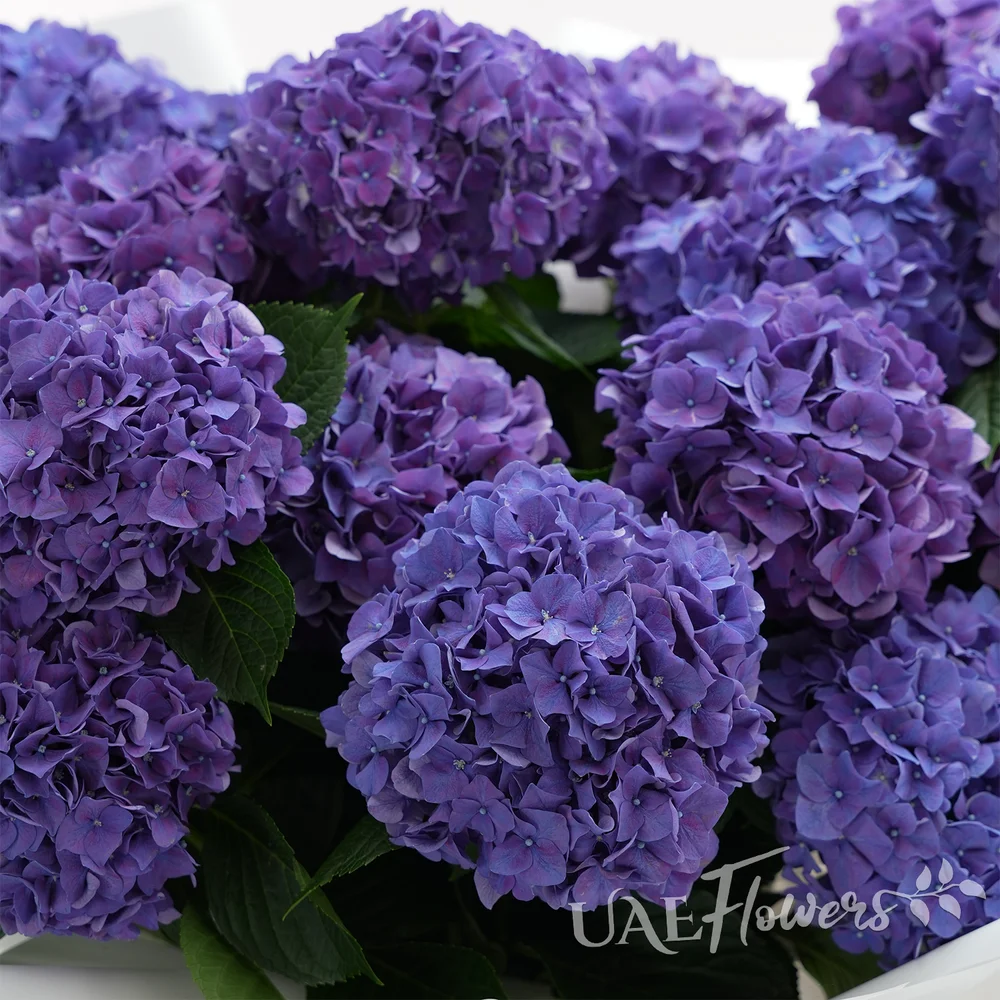 20 purple hydrangeas
