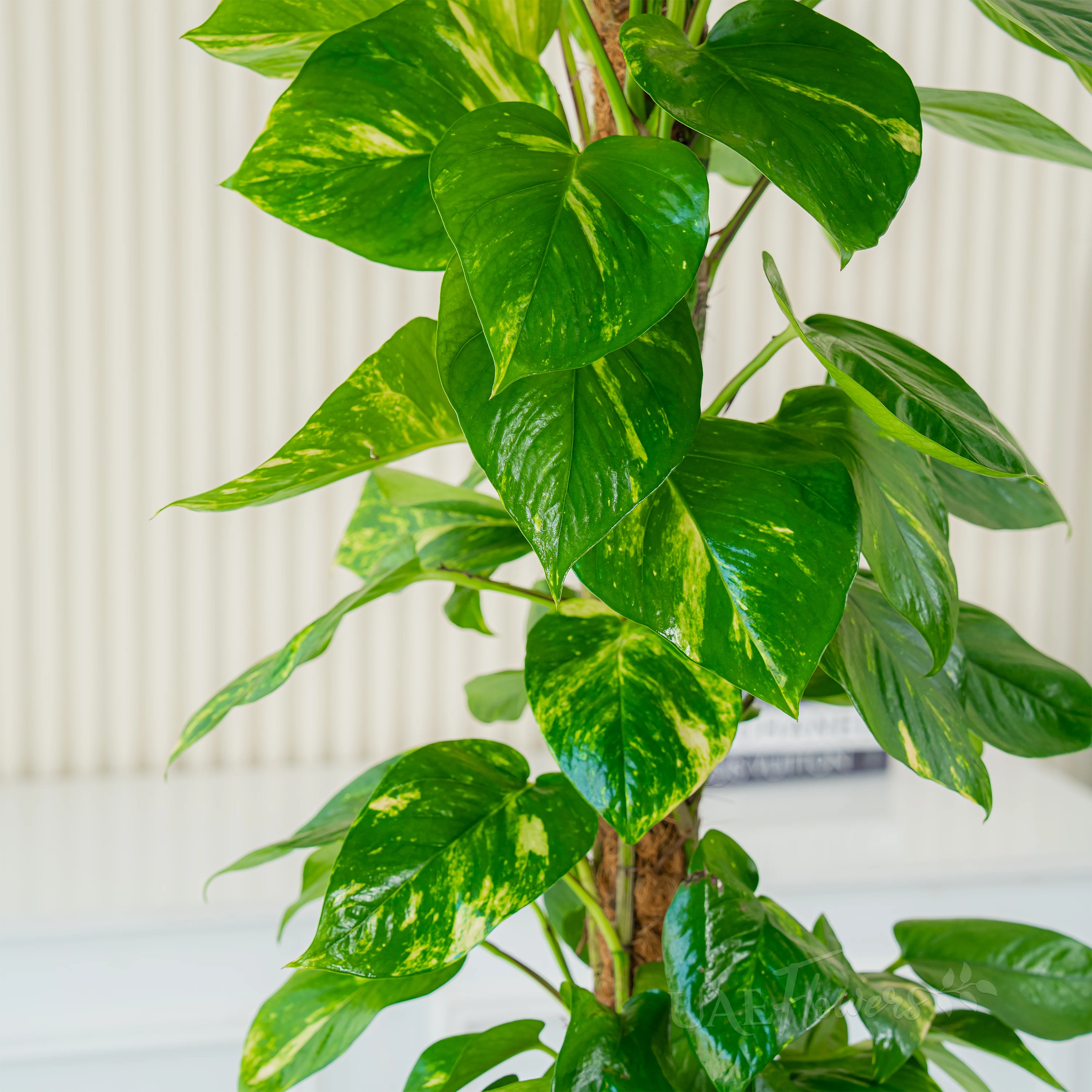 Money Plant with Pot
